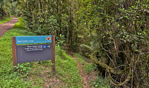 Red Cedar Loop - Accommodation Daintree 0