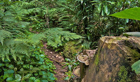 Red Cedar Loop - Accommodation Daintree 1