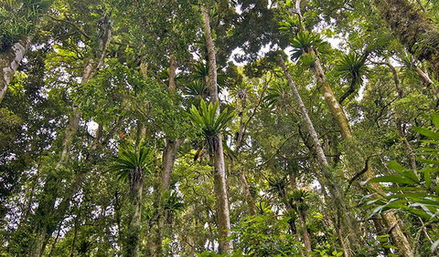 Red Cedar Loop - Accommodation Daintree 2