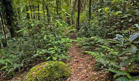Red Cedar Loop - Accommodation Daintree 3