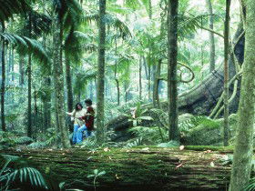 Binna Burra QLD Accommodation Daintree