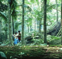 Illinbah circuit - Accommodation Daintree