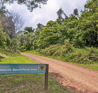 Antarctic Beech picnic area - Accommodation Daintree