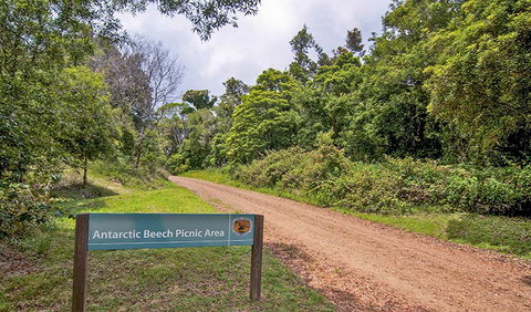 Antarctic Beech Picnic Area - Accommodation Daintree 0