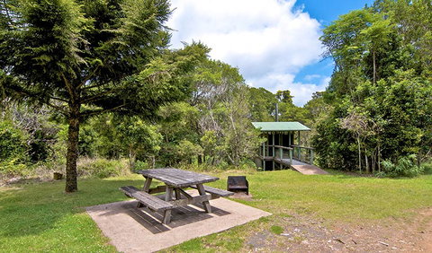 Antarctic Beech Picnic Area - Accommodation Daintree 1