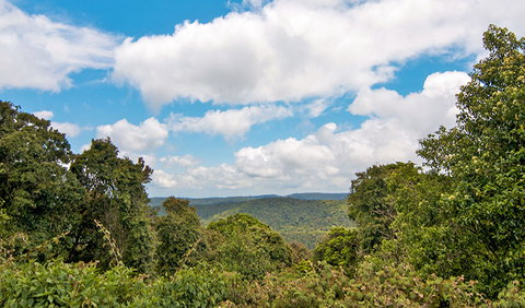 Antarctic Beech Picnic Area - Accommodation Daintree 2
