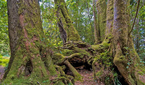Antarctic Beech Picnic Area - Accommodation Daintree 3