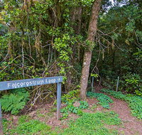 Falcorostrum loop walking track - Accommodation Daintree