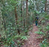 Blackbutt walking track - Accommodation Daintree