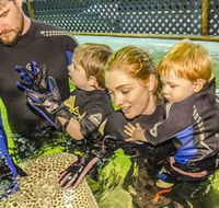 Irukandji Shark and Ray Encounters - Accommodation Daintree