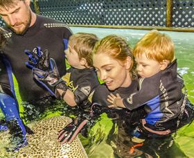 Irukandji Shark And Ray Encounters - Accommodation Daintree 0