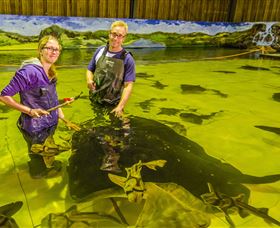 Irukandji Shark And Ray Encounters - Accommodation Daintree 3