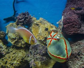 Irukandji Shark And Ray Encounters - Accommodation Daintree 6