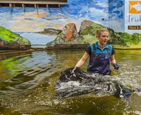 Irukandji Shark And Ray Encounters - Accommodation Daintree 7