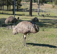 Glen Ian Ostrich and Emu Farm - Accommodation Daintree