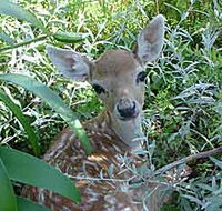 Mesopotamia Lodge Deer Park - Accommodation Daintree