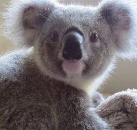Koala Care Centre in Lismore - Accommodation Daintree
