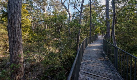 Myanba Gorge Walking Track - Accommodation Daintree 1