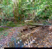 Ulidarra National Park - Accommodation Daintree