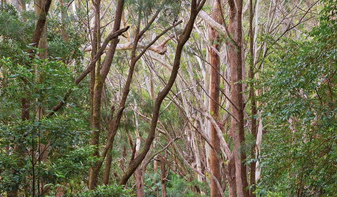 Ulidarra National Park - Accommodation Daintree 1