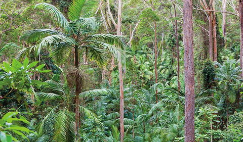 Ulidarra National Park - Accommodation Daintree 3