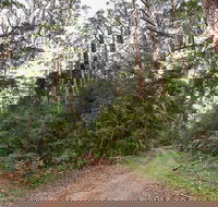 End Peak walking track - Accommodation Daintree