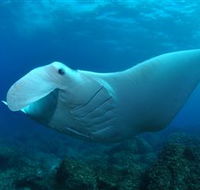 Manta Bommie Dive Site - Accommodation Daintree