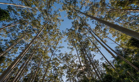Queens Lake Nature Reserve - Accommodation Daintree 2