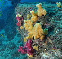 Shag Rock Dive Site - Accommodation Daintree
