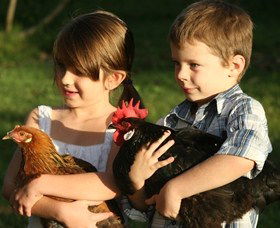 Summerland House Farm - House With No Steps - Accommodation Daintree 2