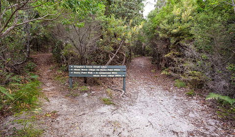 Angophora Grove Walking Track - Accommodation Daintree 0