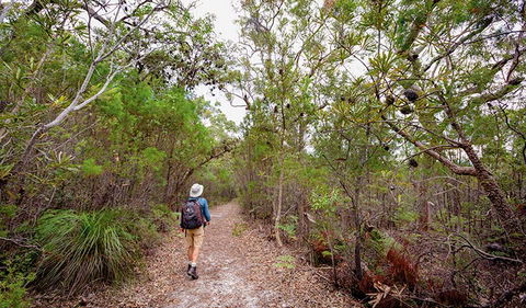 Angophora Grove Walking Track - Accommodation Daintree 1