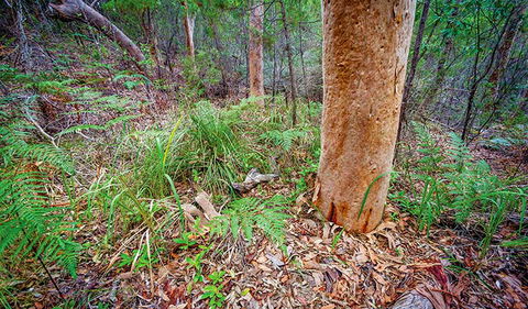 Angophora Grove Walking Track - Accommodation Daintree 2