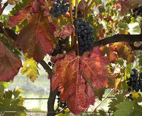 Mimosa Wines - Accommodation Daintree 1