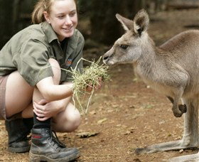 Macadamia Castle - Accommodation Daintree 2