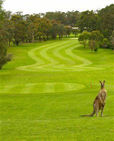 Pambula Merimbula Golf Club - Accommodation Daintree 2