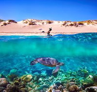 Snorkel the Ningaloo Reef - Accommodation Daintree