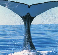 Humpback Whales - Accommodation Daintree
