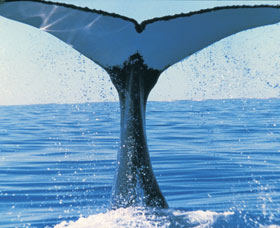 Humpback Whales - Accommodation Daintree 0