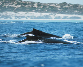 Humpback Whales - Accommodation Daintree 1