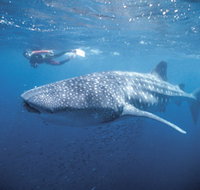 Swim with the Whale Sharks - Accommodation Daintree