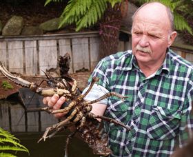 Lobster Ponds - Accommodation Daintree 0