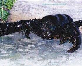 Lobster Ponds - Accommodation Daintree 2