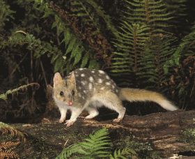 Tarkine Forest Reserve - Accommodation Daintree 0
