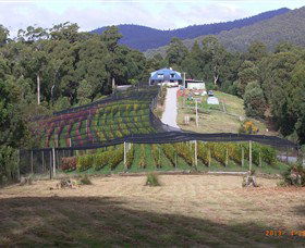 Motton Terraces - Accommodation Daintree 0