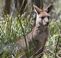 Blue Mountains Guides - Accommodation Daintree