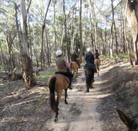 Silver Brumby Trails - Accommodation Daintree