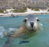 Calypso Star Charters - Accommodation Daintree