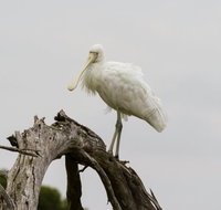 Melbourne Birding Tours - Accommodation Daintree