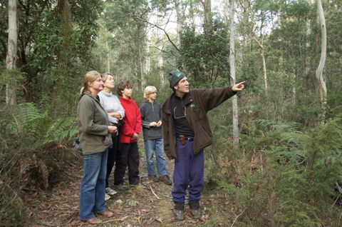 Great Western Tiers Forest Walks Tasmania - Accommodation Daintree 1